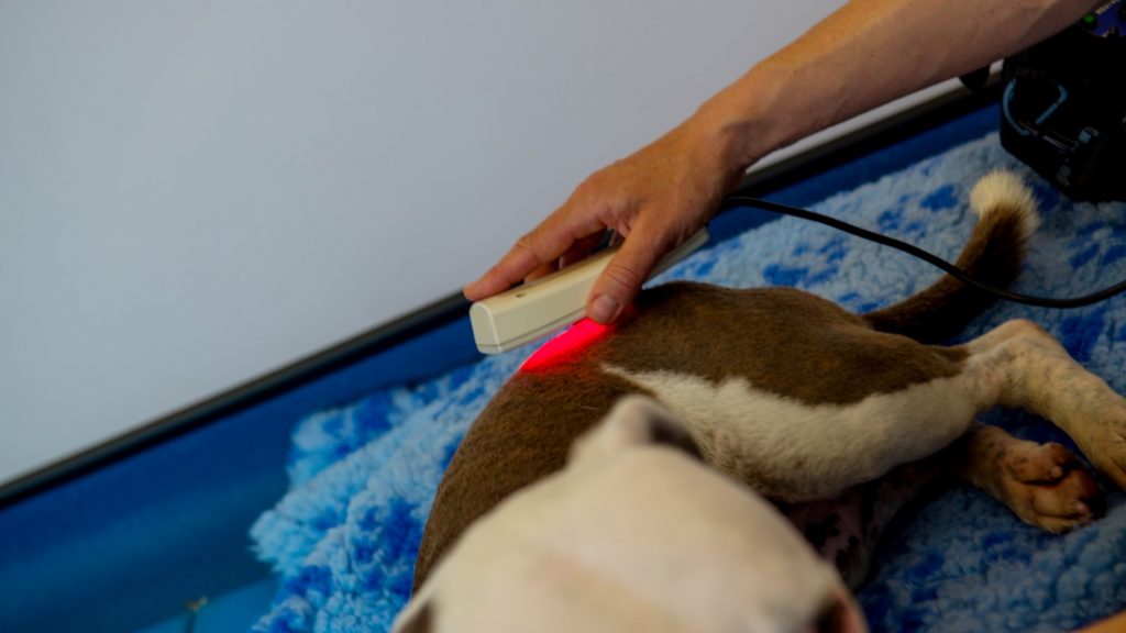 cold laser therapy device for dogs at home

