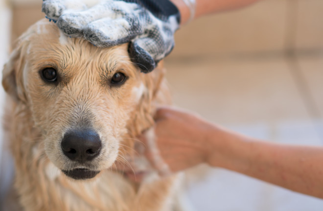 best dog shampoo
